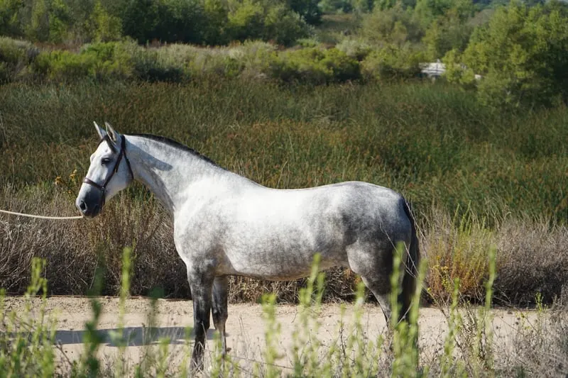 Andalusische Stute | Elite-Dressur-Linien | Altanera