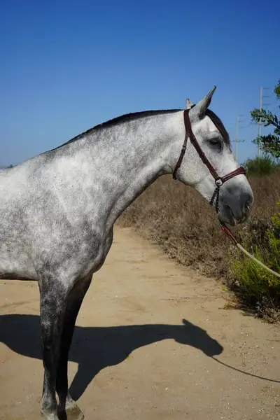 Andalusische Stute | Elite-Dressur-Linien | Altanera