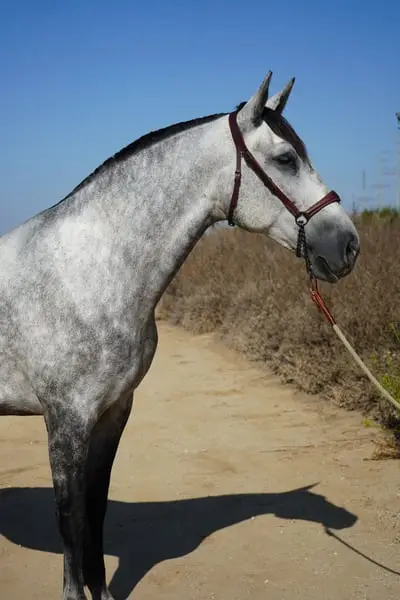 Andalusische Stute | Elite-Dressur-Linien | Altanera