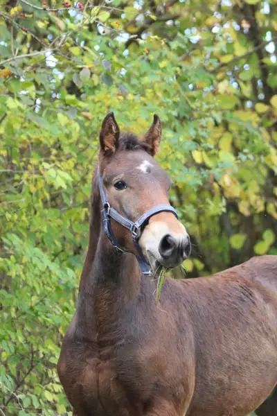 Potro semental Knabstrupper