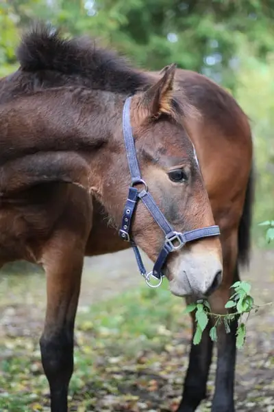 Knabstrupper Hengst Fohlen