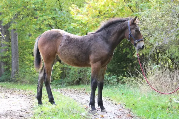 Knabstrupper Hengst Fohlen