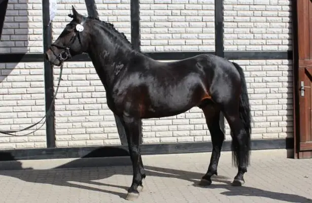 Knabstrupper Hengst Fohlen
