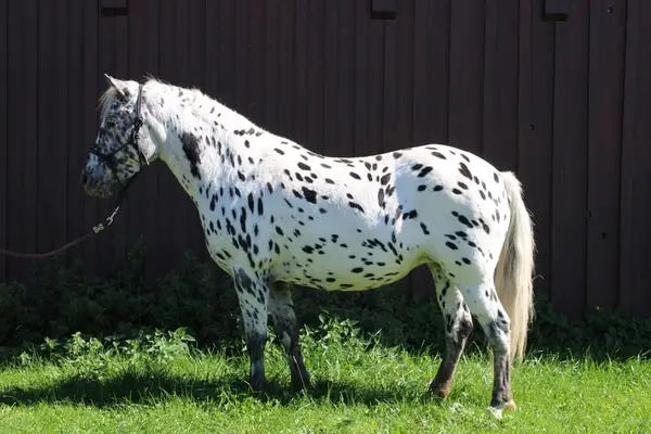Yegua Poni Knabstrupper