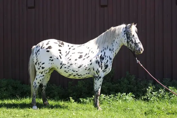 Knabstrupper Pony Stute