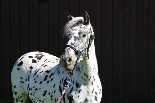Knabstrupper Pony Stute