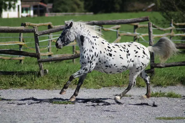 Knabstrupper Pony Stute