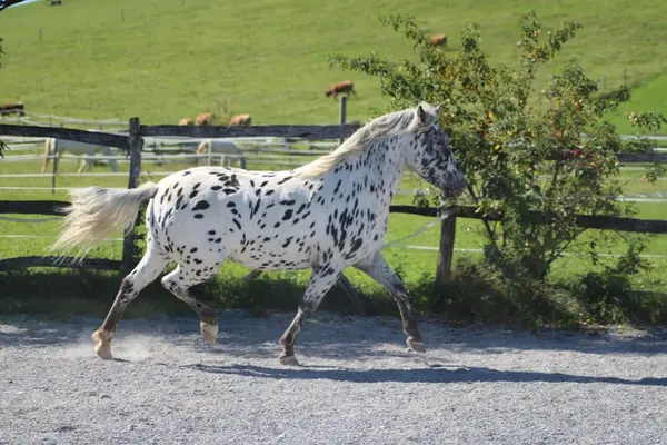 Knabstrupper Pony Stute