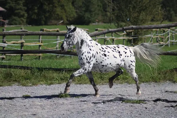 Knabstrupper Pony Stute