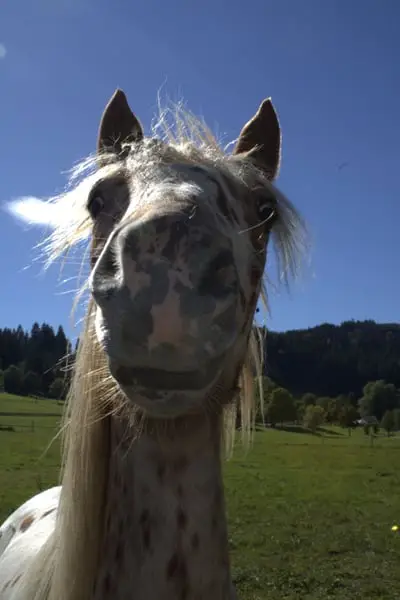 Knabstrupper Pony Jährling