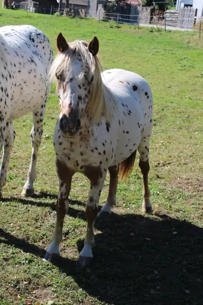 Knabstrupper Pony Jährling
