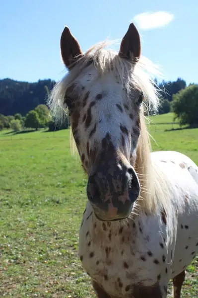 Knabstrupper Pony Jährling