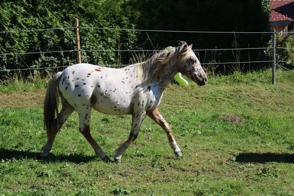Knabstrupper Pony Jährling