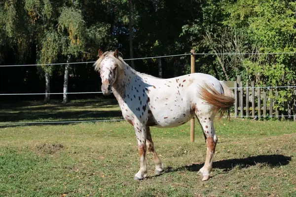 Knabstrupper Pony Jährling
