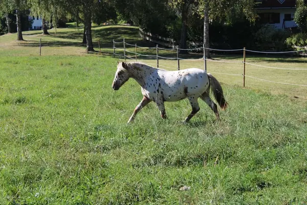 Knabstrupper Pony Jährling
