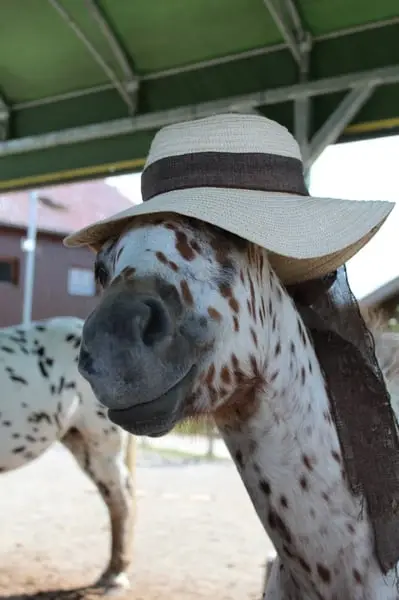 Knabstrupper Pony Jährling