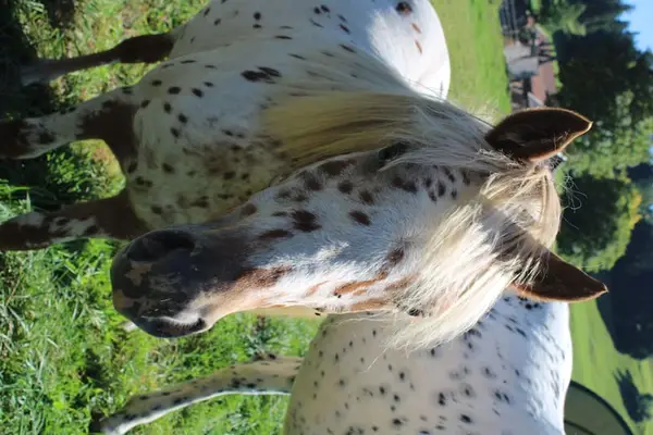 Knabstrupper Pony Jährling