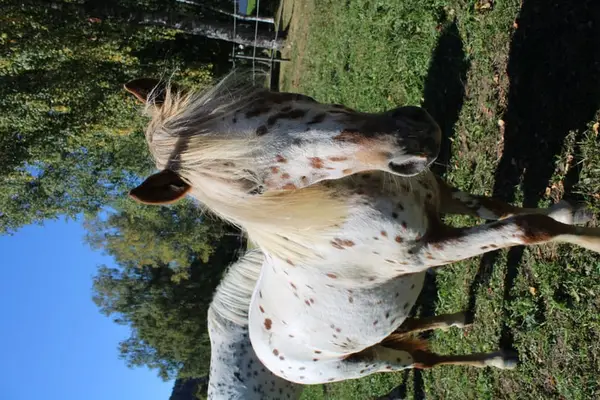 Knabstrupper Pony Jährling