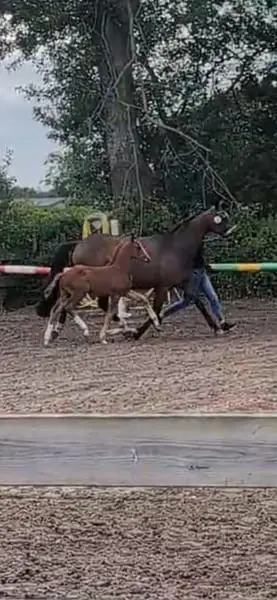 Ein absoluter Hingucker. Bildschöner Jährlingshengst