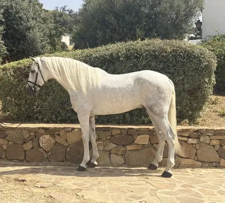 Semental de 4 años