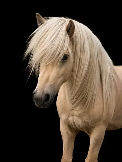 Magnifique jeune étalon à la robe spéciale !