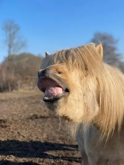 Wunderschöner Junghengst mit Sonderlackierung!