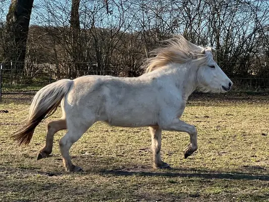 Kayla von Seimur, eine farblich interessante Jungstute