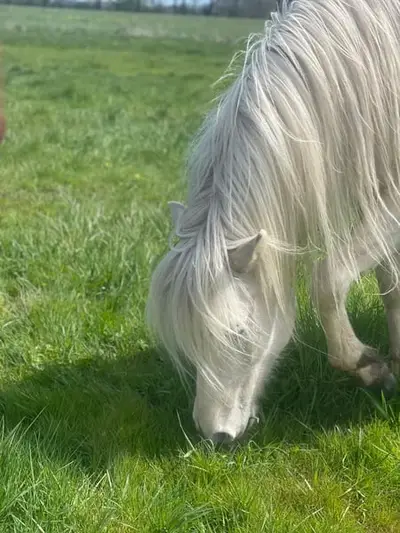 Kayla von Seimur, eine farblich interessante Jungstute
