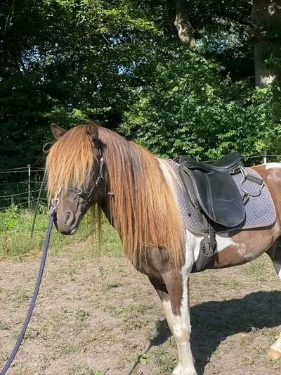 Toller Hengst mit großer Zukunft!