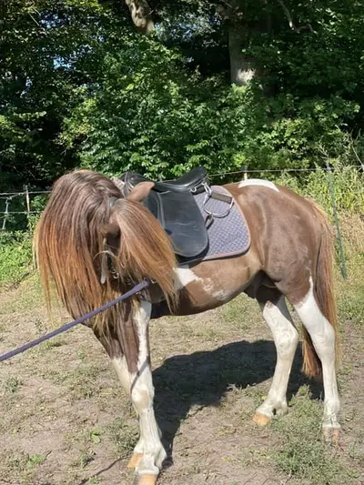 Toller Hengst mit großer Zukunft!