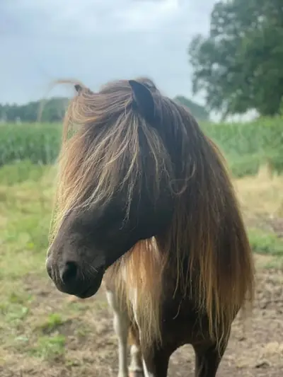 Toller Hengst mit großer Zukunft!