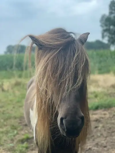 Toller Hengst mit großer Zukunft!
