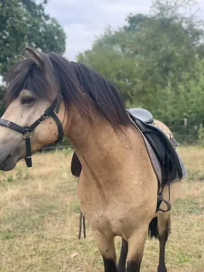 Keilir von Seimur, Top Abstammung!