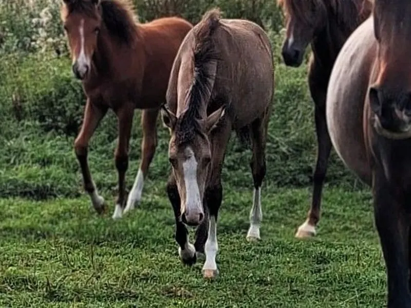 Bezauberndes Prämienfohlen: cool & gelassen, Stute Reitpony