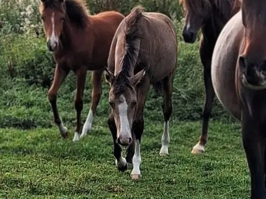 Bezauberndes Prämienfohlen: cool & gelassen, Stute Reitpony