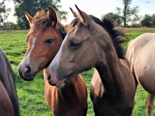 Bezauberndes Prämienfohlen: cool & gelassen, Stute Reitpony