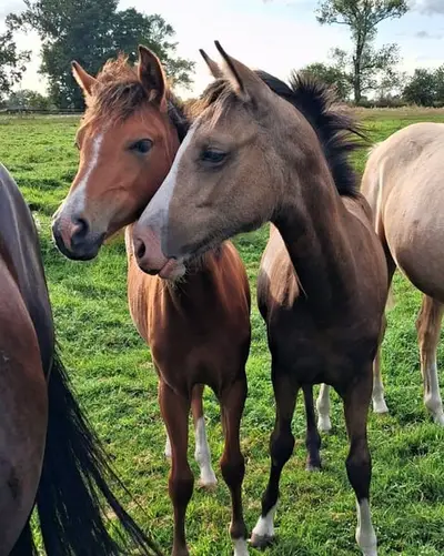 Bezauberndes Prämienfohlen: cool & gelassen, Stute Reitpony