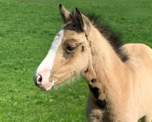 Bezauberndes Prämienfohlen: cool & gelassen, Stute Reitpony