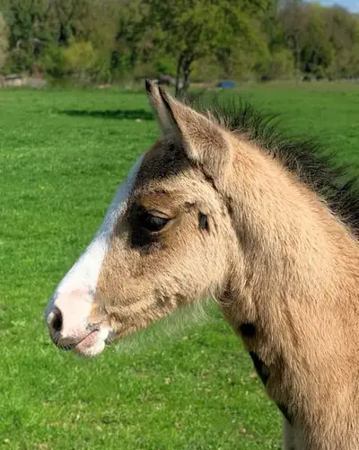 Bezauberndes Prämienfohlen: cool & gelassen, Stute Reitpony