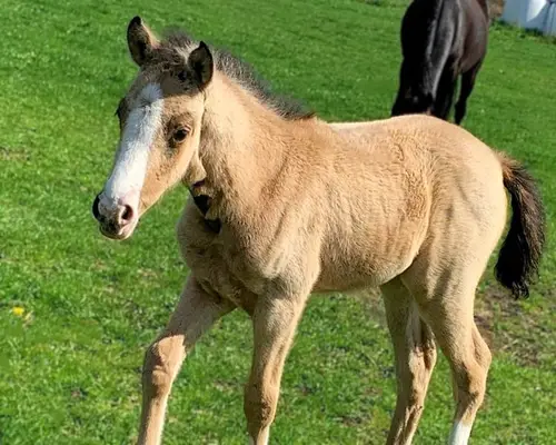 Bezauberndes Prämienfohlen: cool & gelassen, Stute Reitpony
