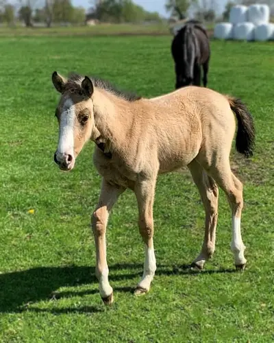 Bezauberndes Prämienfohlen: cool & gelassen, Stute Reitpony