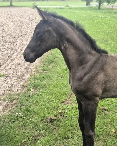 Stutfohlen mit Traumcharakter, dressurbetont