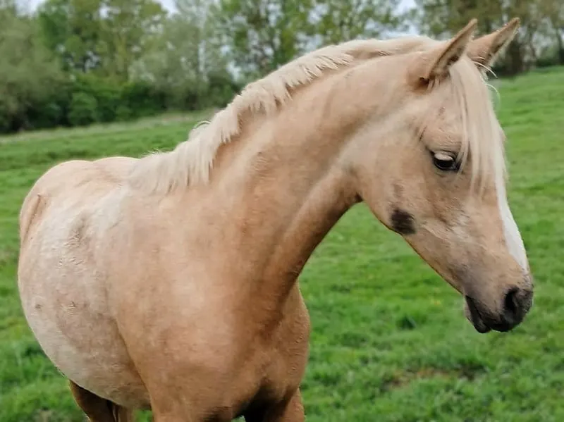 Bildschöne Palomino-Stute, Jährling Deutsches Reitpony
