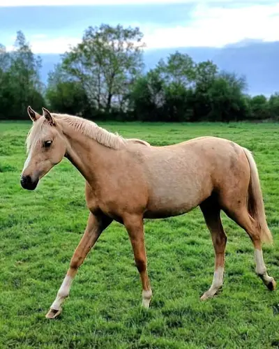 Bildschöne Palomino-Stute, Jährling Deutsches Reitpony