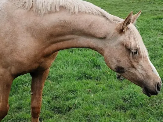 Bildschöne Palomino-Stute, Jährling Deutsches Reitpony
