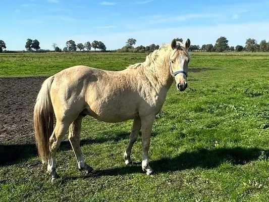 Hermoso semental de poni palomino, poni joven de doma y todoterreno