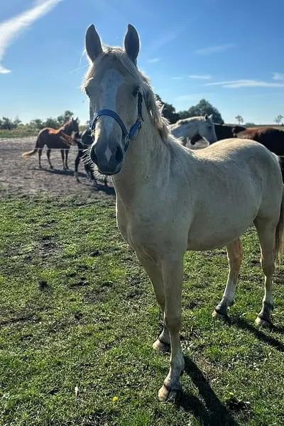 Bildschöner Palomino-Ponyhengst, Nachwuchspony Dressur & Allround
