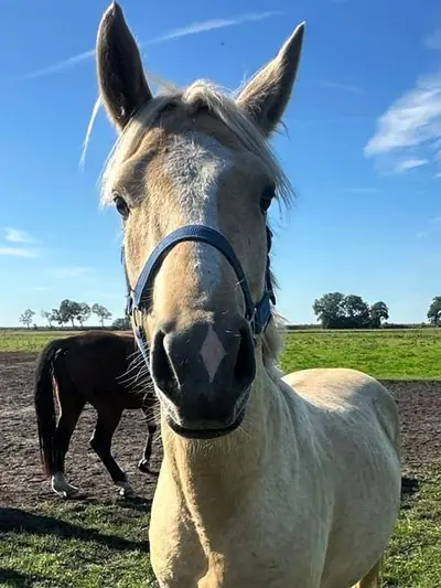 Bildschöner Palomino-Ponyhengst, Nachwuchspony Dressur & Allround