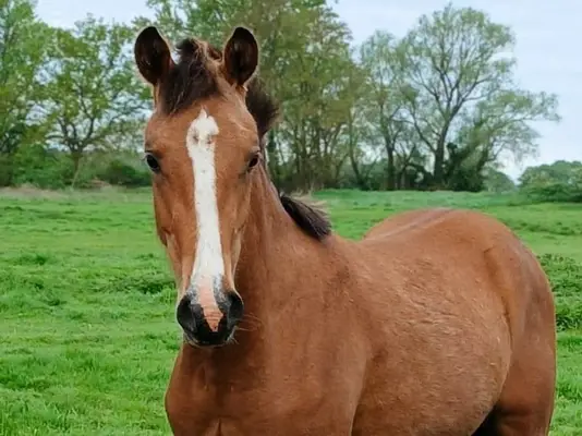 Precioso poni de silla alemán, tranquilo y sereno, semental