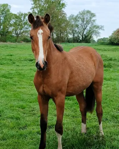 Bildschönes Deutsches Reitpony, cool & gelassen, Hengst